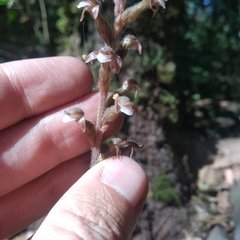 Sarcoglottis schaffneri