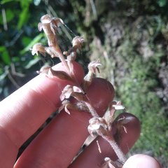 Sarcoglottis schaffneri