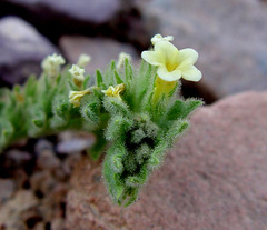 Alkanna orientalis