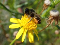 Megachile versicolor