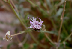 Pterocephalus sanctus