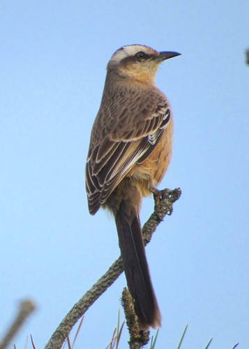 Mimus saturninus