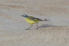 Motacilla flava iberiae