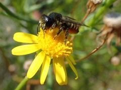 Megachile versicolor
