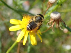 Megachile versicolor
