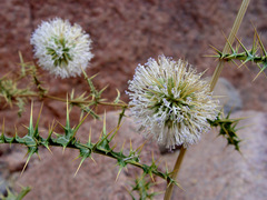 Echinops glaberrimus