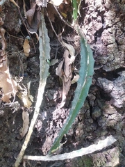 Disocactus speciosus speciosus