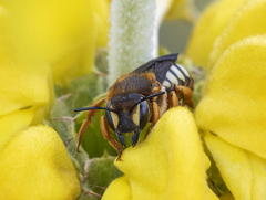 Rhodanthidium septemdentatum