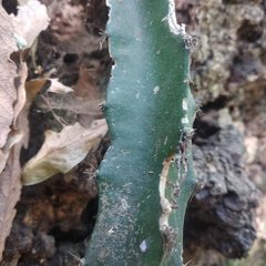 Disocactus speciosus speciosus