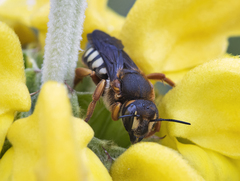 Rhodanthidium septemdentatum