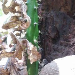 Disocactus speciosus speciosus