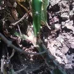Disocactus speciosus speciosus