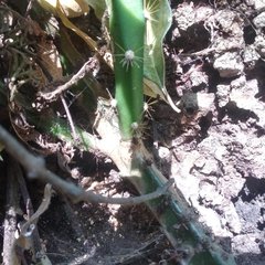 Disocactus speciosus speciosus