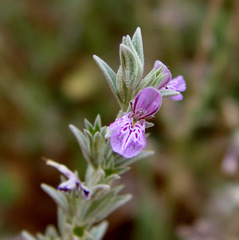 Stachys aegyptiaca