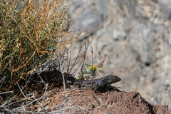 Gallotia galloti galloti