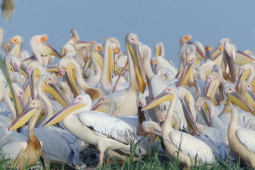 Great White Pelican
