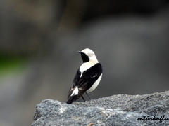 Oenanthe melanoleuca