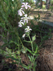 Silene gallica