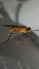 Ptecticus testaceus