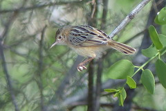 Cisticola juncidis