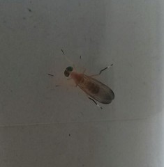 Ptecticus testaceus
