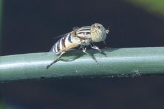 Eristalinus