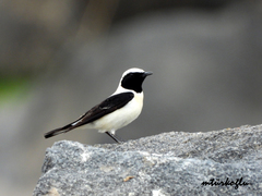 Oenanthe melanoleuca