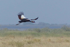 Balearica pavonina pavonina