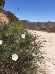 Calystegia longipes
