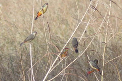 Amandava subflava subflava