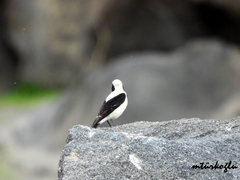 Oenanthe melanoleuca