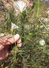 Calystegia longipes