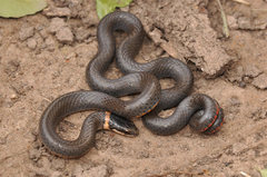 Diadophis punctatus stictogenys