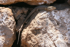 Gallotia galloti galloti