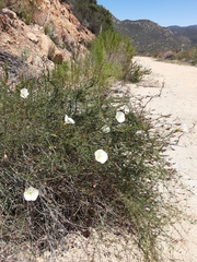 Calystegia longipes