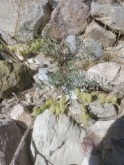 Astragalus allochrous