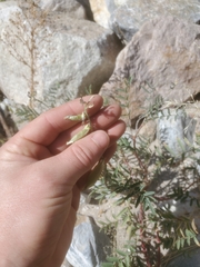 Astragalus allochrous