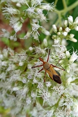 Zelus laticornis