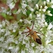 Zelus laticornis - Photo (c) Carlos Otávio Gussoni, algunos derechos reservados (CC BY-NC), subido por Carlos Otávio Gussoni