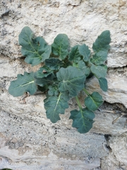 Hyoscyamus albus