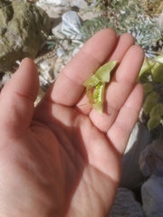 Astragalus allochrous