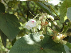Dombeya torrida