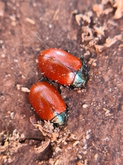 Chrysomela saliceti