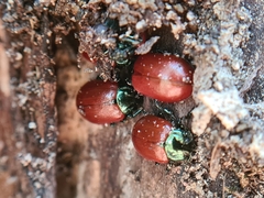 Chrysomela saliceti