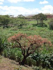 Erythrina abyssinica
