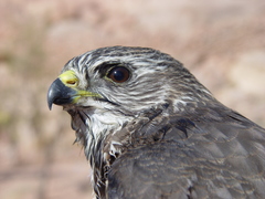 Accipiter brevipes