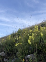 Calceolariaceae