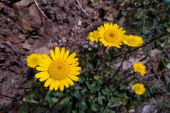Lepidophorum repandum