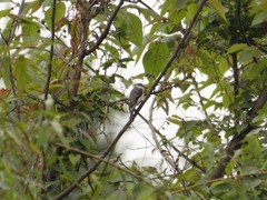 Pericrocotus cantonensis