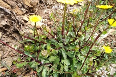 Lepidophorum repandum